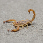 arizona bark scorpion control in albuquerque
